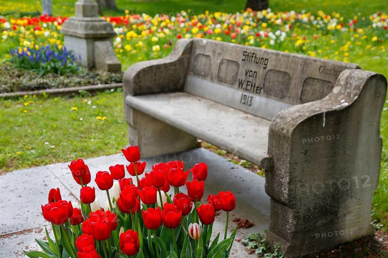 Gönningen tulip blossom, historic Gönningen cemetery, stone bench with inscription, donated by W. Etter in 1913, tulips (Tulipa), flowers, red blossoms, spring bloomers, bulbous flower genus, old tradition, custom, custom, tulip show, Tulip Sunday at the foot of the Swabian Alb, Gönningen, Reutlingen district, Baden-Württemberg, Germany