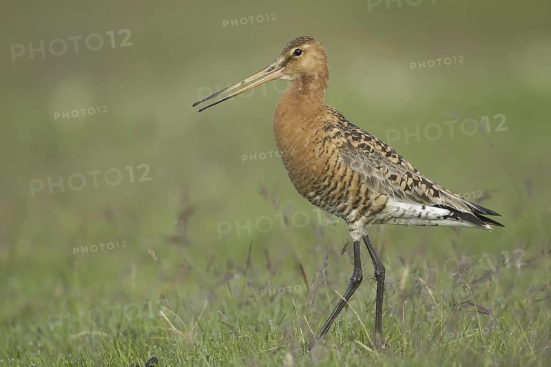 Black-tailed Godwit (Limosa limosa), Iceland