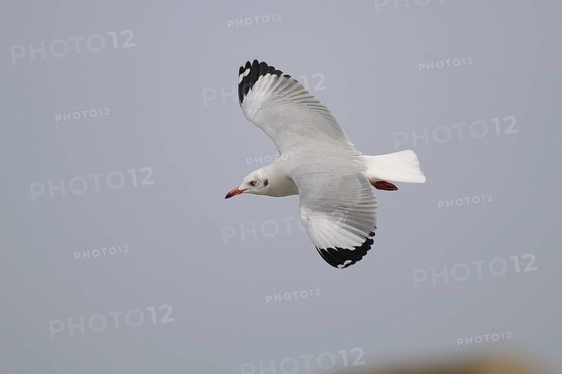 Brown-headed Gull (Chroicocephalus brunnicephalus) flying, Sri Lanka
