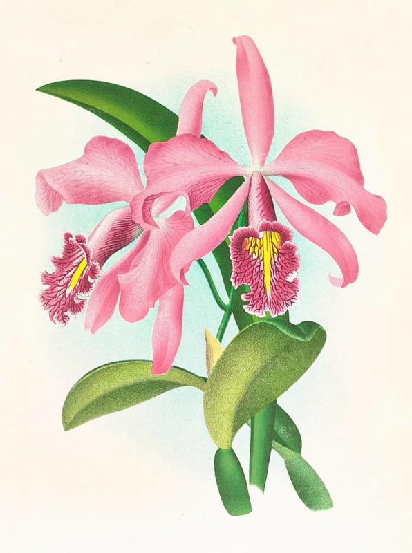 Orchid, Cattleya maxima, authentic reproduction of an illustration by Jean Jules Linden (1817 - 1898), Luxembourgish-Belgian botanist, one of the fathers of orchid research, Historical