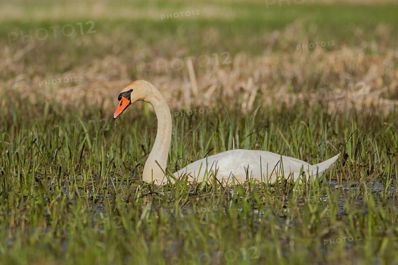 Mute swan (Cygnus olor) swimming in shallow wetland meadow with emerging grass, Poland