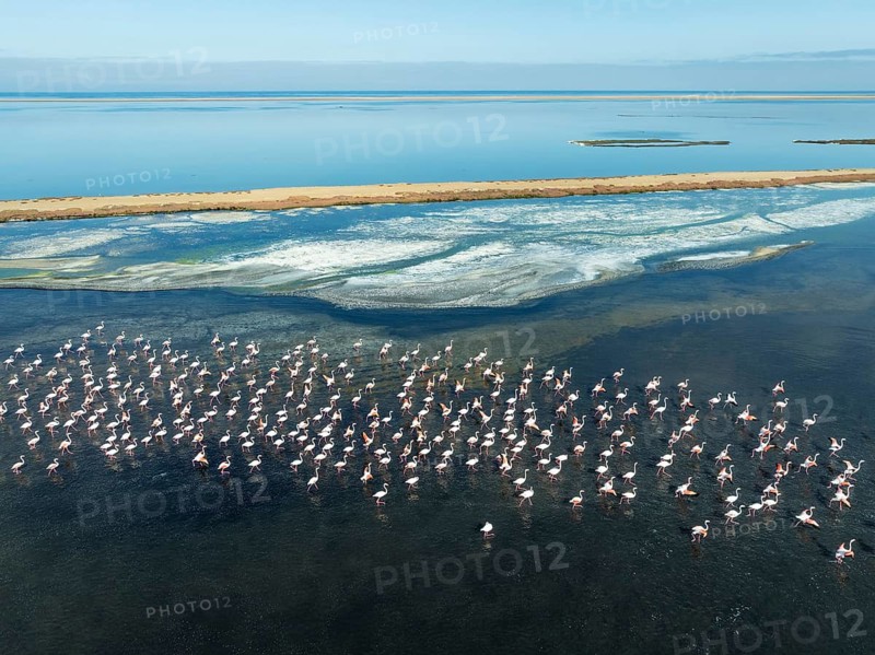 Greater Flamingos (Phoenicopterus ruber) at the Walvis Bay lagoon. Aerial view. Drone shot. Walvis Bay, Namibia