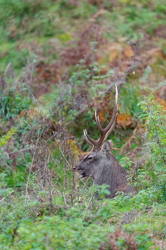 A sika deer stag (Cervus nippon) rests in hilly terrain in a clearing overgrown with ferns