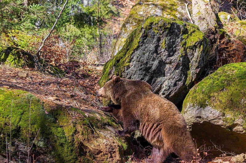 An adult male brown bear (Ursus arctos arctos) walks over moss-covered rocks in a forest