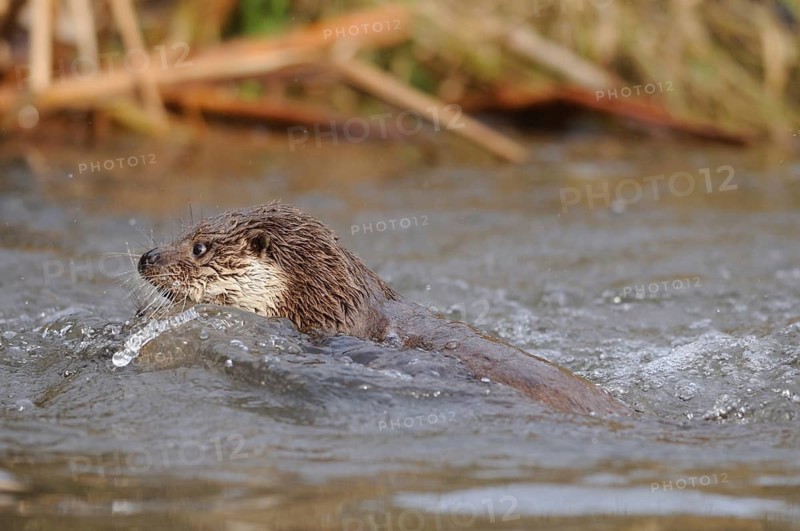 An otter emerges in the water, surrounded by natural plants, otter (Lutra lutra), Bavaria