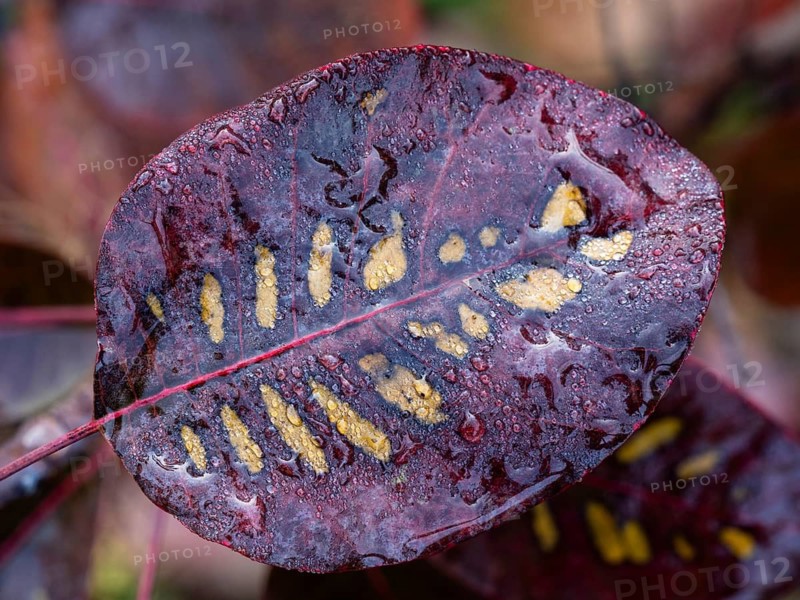 Eurasian Smoke Tree (Cotinus coggygria), or Wig Bush, raindrops on the leaves, Hesse, Germany