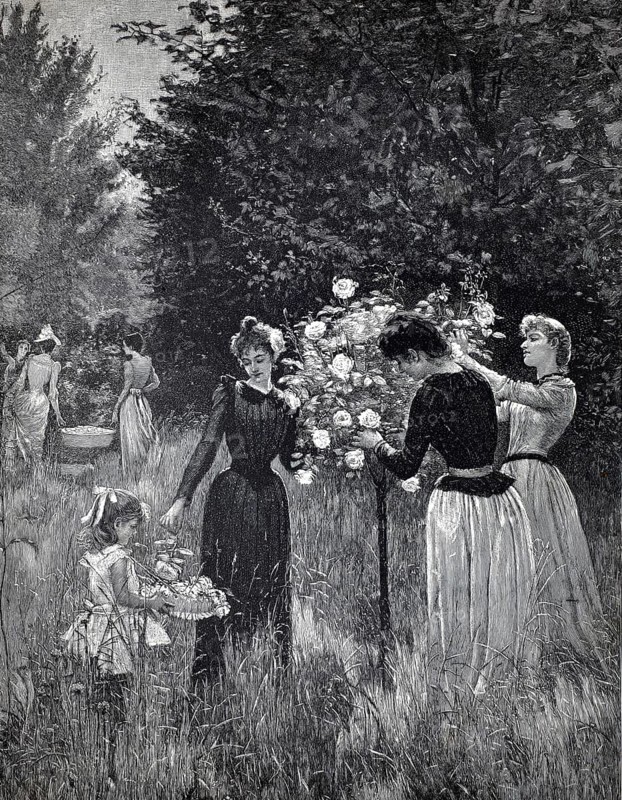 Several woman cut rose petals from a rose bush to extract rose water, 1896, authentic, digitally restored reproduction from a 19th century model, exact date of depiction unknown, historical, woman and a child pick flowers in a rural garden