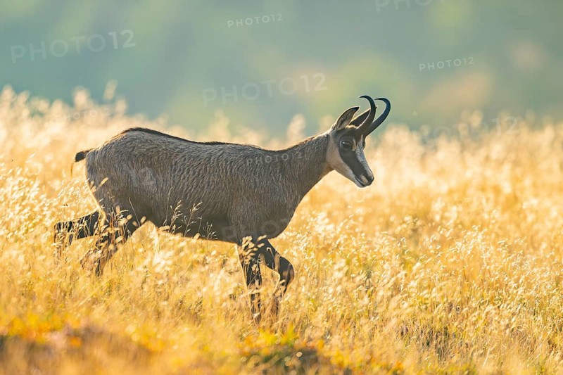 Chamois (Rupicapra rupicapra) on a meadow in the morning sun in the Vosges Mountains, wildlife, France