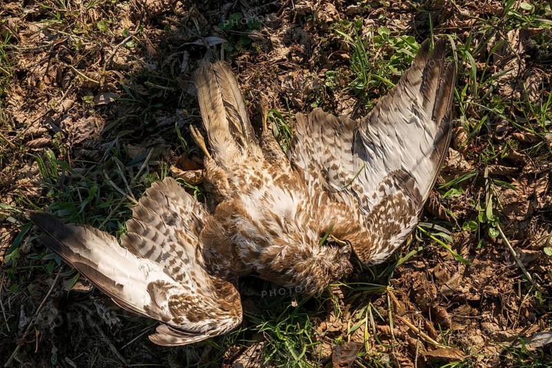 Accipitriformes, Buteo Buteo, Buzzard, Buzzard, Birds of Prey, Victim, Raptors, Dead, Birds