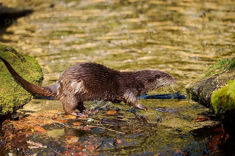 Eurasian otter (Lutra lutra) on the shore of a little lake in the bavarian forest, Bavaria, Germany