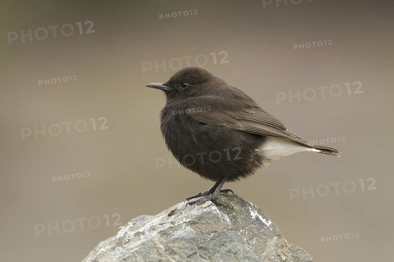 Black Wheatear (Oenanthe leucura) male, Morocco