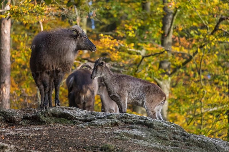 A group of Himalayan Tahr (Hemitragus jemlahicus) standing on rocks in a forest. Green and yellow autumnal forest in the background
