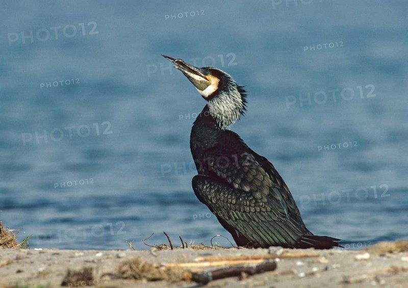 Black shag, cormorant, phalacrocorax carbo, eel, prey, birds, capture, leo, pelecaniformes, ropedes, birds, waterbirds, waterbirds