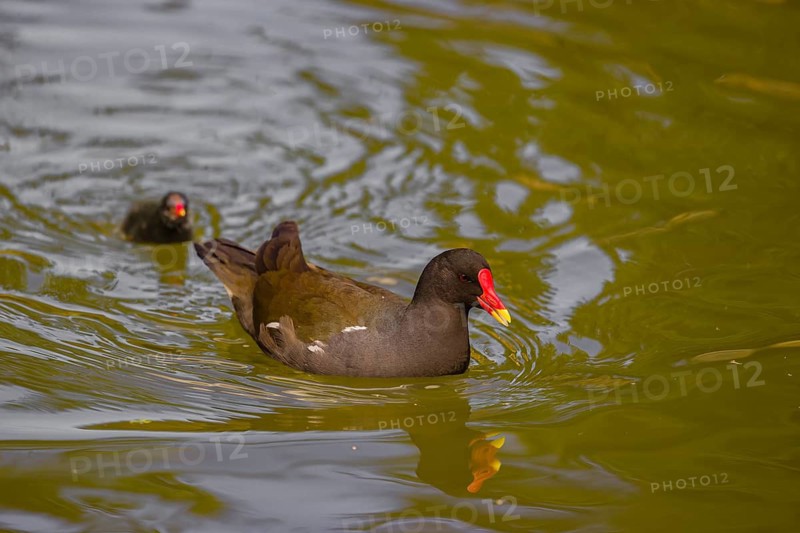 An adult common moorhen (Gallinula chloropus), swims in a pond, followed by one of her chicks
