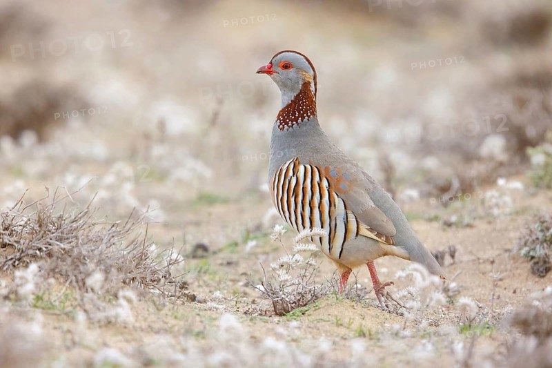 Barbary partridge (Alectoris barbara), Perdrix gambra, Perdiz Moruna, Lanzarote, Canary Islands, Spain