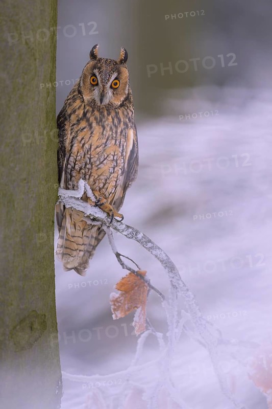 Long-eared owl (Asio otus), sitting on a beech branch covered with hoarfrost in a winter forest, biosphere reserve, Swabian Alb, Baden-Württemberg, Germany