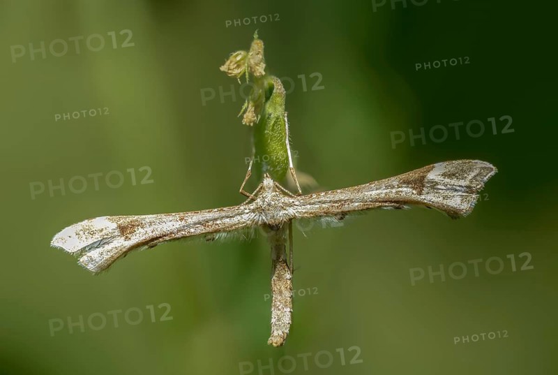 Feather moth, Platyptilia nemoralis, giant feather moth, insects, moths, moths, butterflies