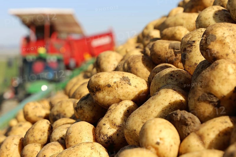 Agriculture potato harvesting