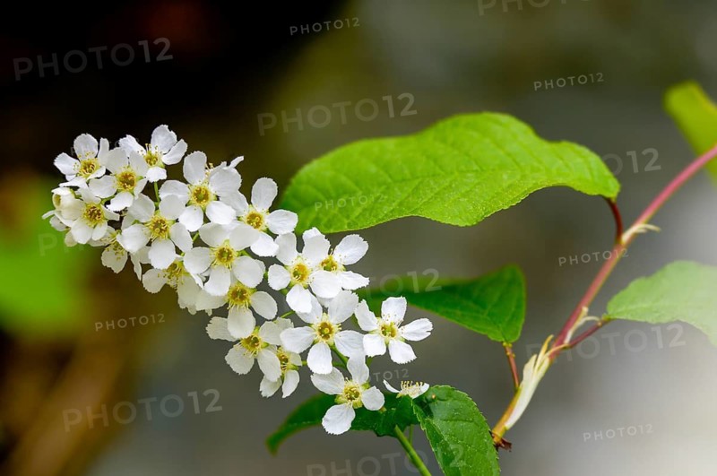 Eagle cherry, elsen cherry, common grape cherry, Mayday tree, Prunus padus, rosaceae, rose family, marsh cherry, tree, bird cherry, trees, flora, spring, hackberry, hagberry, plants, plants, spring, tree