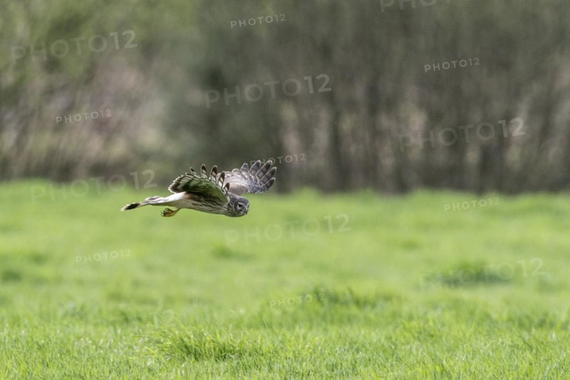 Hen harrier (Circus cyaneus), Emsland, Lower Saxony, Germany