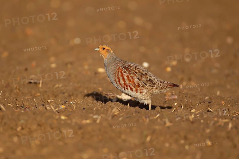 Grey or Hungarian or English partridge (Perdix perdix) adult bird running in a farmland field, England, United Kingdom