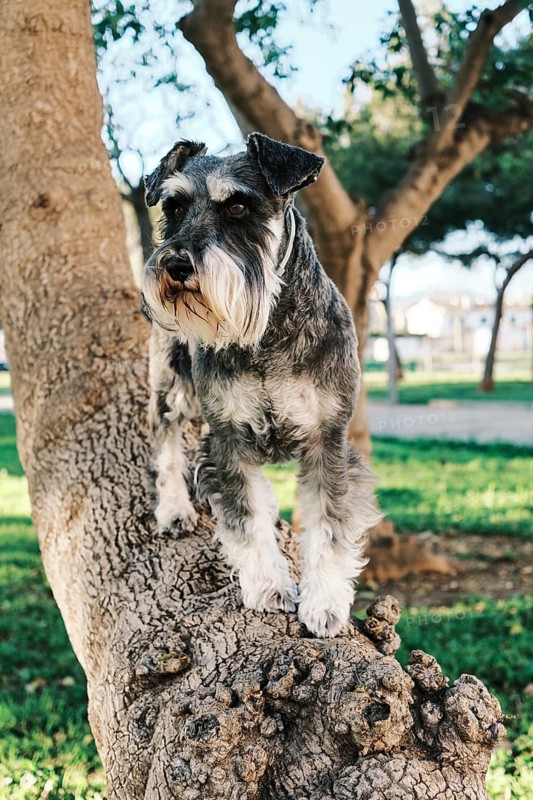 A schnauzer standings confidently on a tree branch in a sunlit park. The dog's alert expression and fluffy coat highlight its curious nature and agility