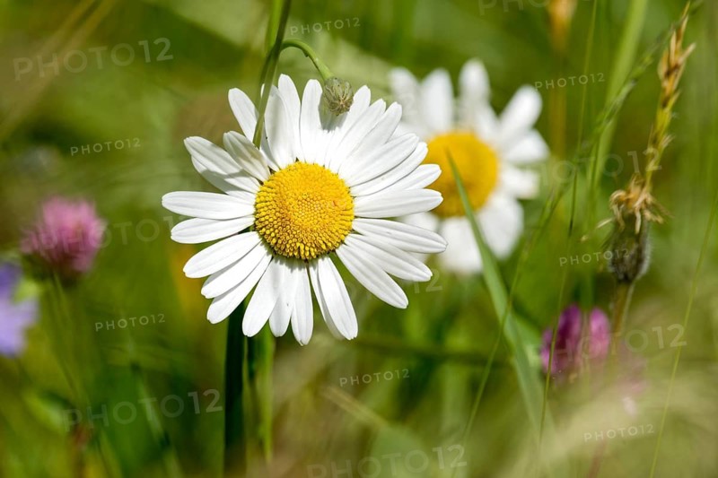 Flowering daisies (Leucanthemum) and grasses in a wild, natural flower meadow, Germany