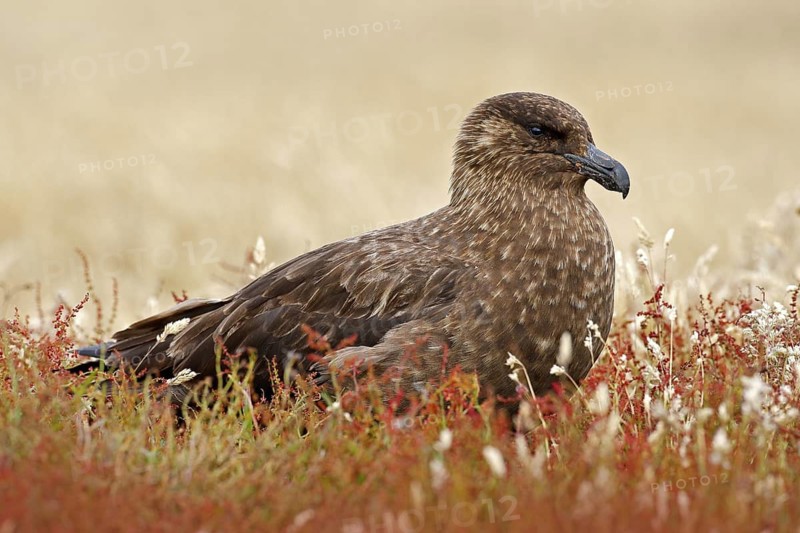 Brown skua, Catharacta antarctica, water bird sitting in the autumn grass, Norway. Skua in the nature habitat. Bird in the red grass habitat with evening light. Wildlife scene from nature