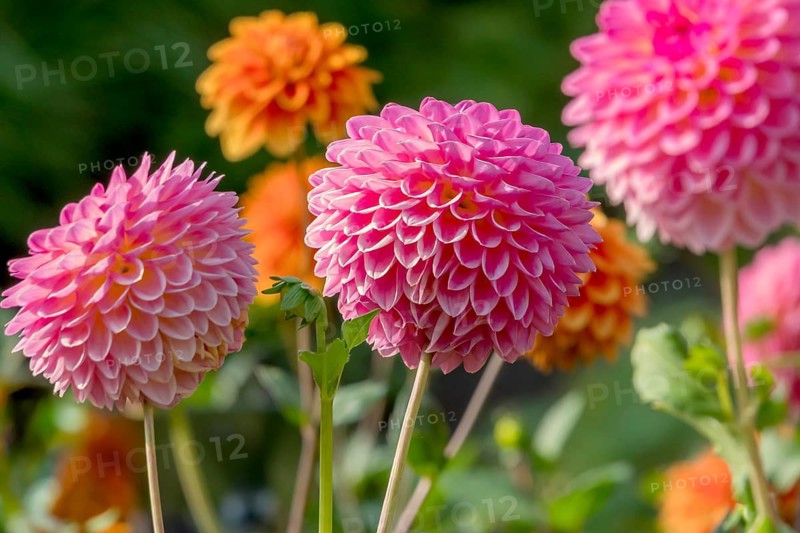 Dahlia (Dahlia), Münsterland, North Rhine-Westphalia, Germany