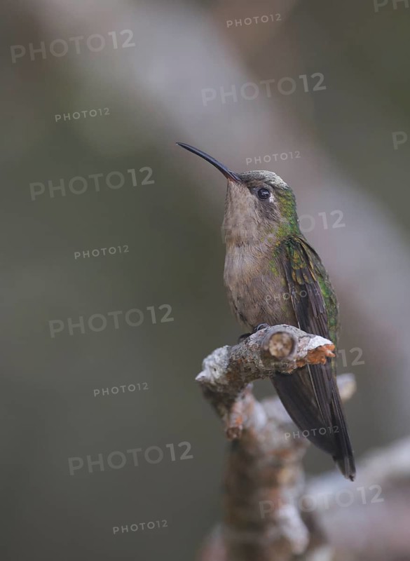 Hispaniolan Emerald (Chlorostilbon swainsonii) female perched on a branch, Dominican Republic