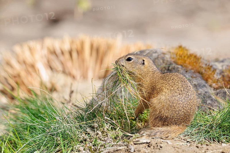 A fully grown European ground squirrel (Spermophilus citellus) carries nesting material in its mouth. Austria