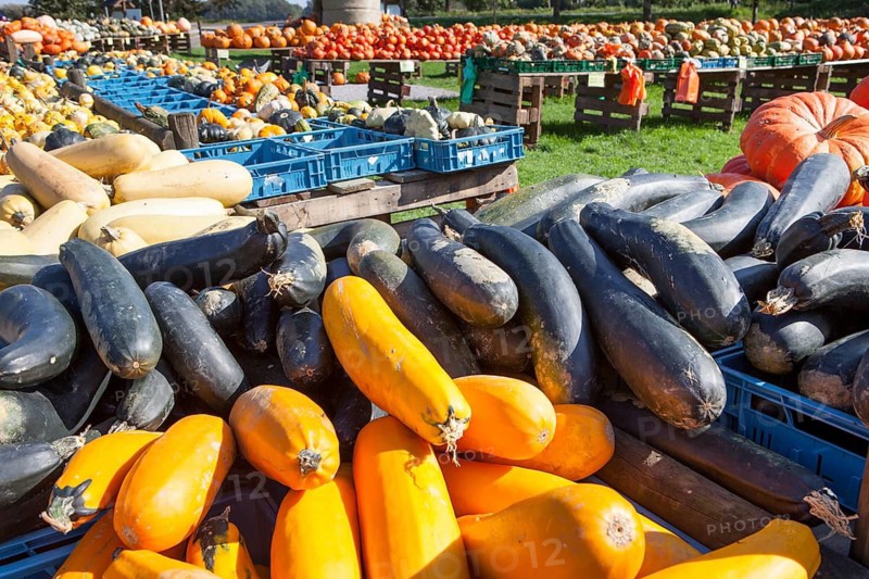 Different marrows and squashes, pumpkins and Zucchini, (Cucurbita pepo) for sale, Germany, Europe, Hofverkauf von Kübissen, Deutschland, Europa