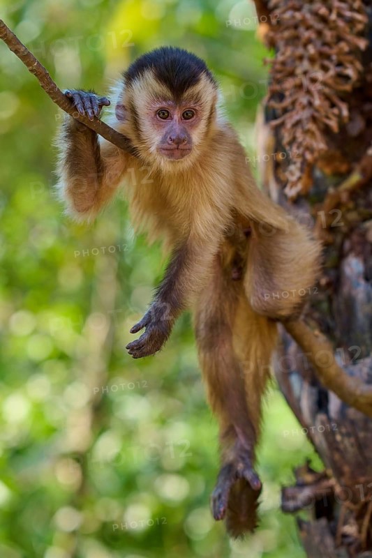 An attentive capuchin monkey hangs on a branch in the jungle and observes its surroundings, Capuchin monkey (Sapajus apella), Pantanal, Mato Grosso, Brazil