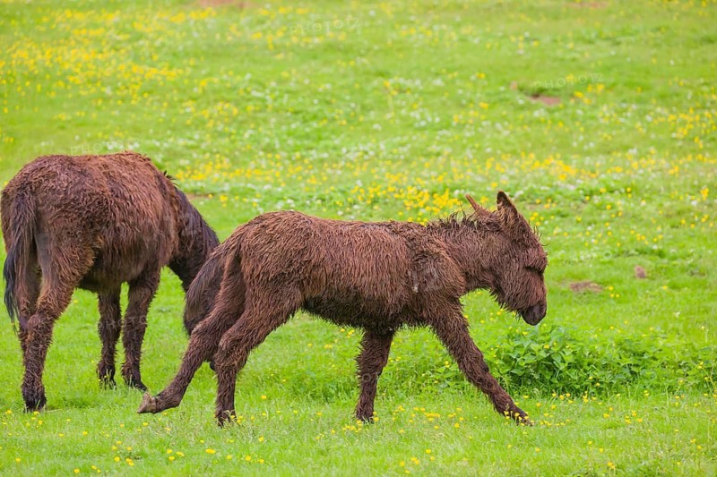 A mixed breed donkey foal runs across a green meadow