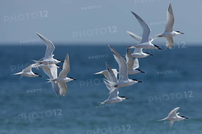 Brandseeschwalben, lat. Sterna sandvicensis, Alterskleider, Trupp über dem Wasser fliegend, Nordsee, Düne von Helgoland