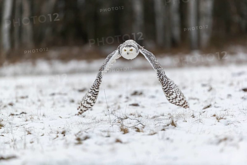One snowy owl, Bubo scandiacus, Bubo scandiaca, Nyctea scandiaca flying over a snowy meadow with a forest of birch trees in the background