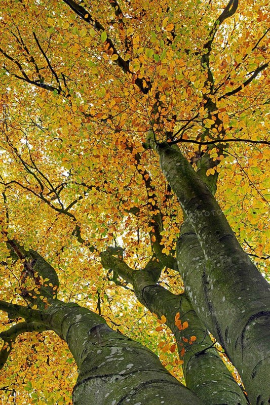 Canopy of European beech, common beech (Fagus sylvatica) tree showing brown and yellow leaves in autumn colours, fall colors