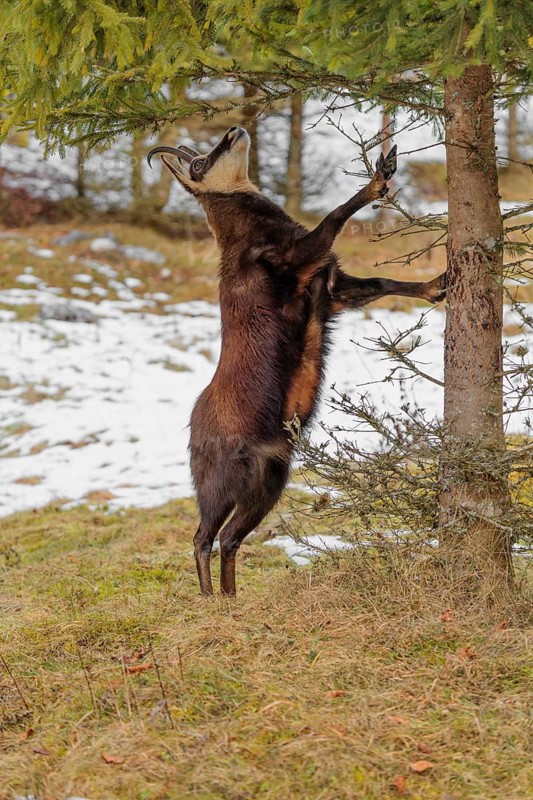 An adult male chamois (Rupicapra rupicapra) stands upright on a partially snow-covered meadow to eat the needles of a spruce tree