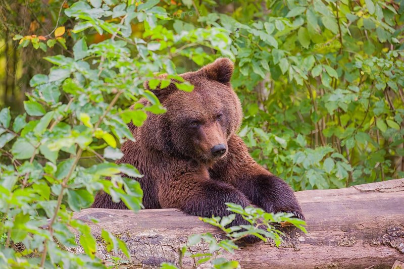 A young male Eurasian brown bear (Ursus arctos arctos) rests on a rotting log lying on the ground
