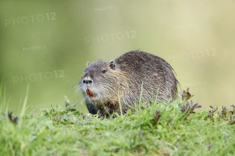Nutria (Myocastor coypus), neozoa in Germany, North Rhine-Westphalia, Germany