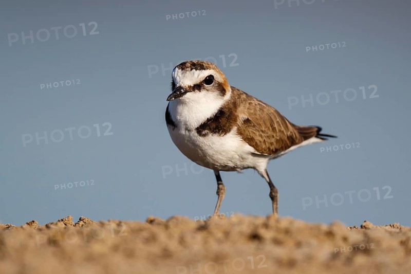 Kentish Plover (Charadrius alexandrinus) male, Lesvos, Greece