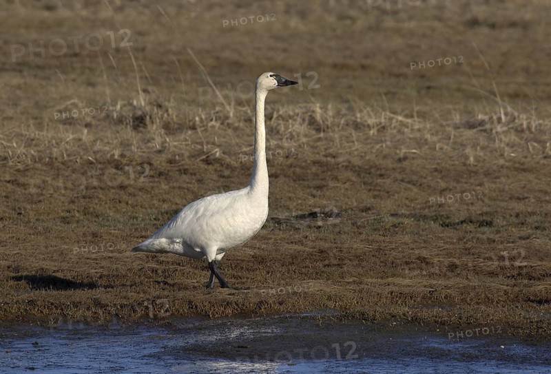 Tundra Swan (Cygnus columbianus), Alaska, USA