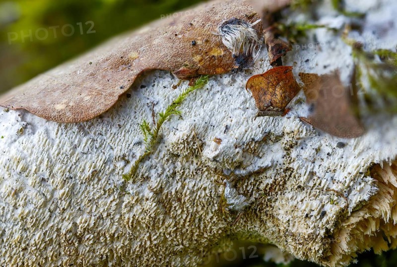 Common toothcrust, oak spiny skin, oak denticle mushroom, oak denticle bark mushroom, grandinia quercina, hydnum quercinum, hyphodontia quercina, radulum quercinum, spiny hardwood teeth, xylodone quercinus, fungi, fungus, mushrooms