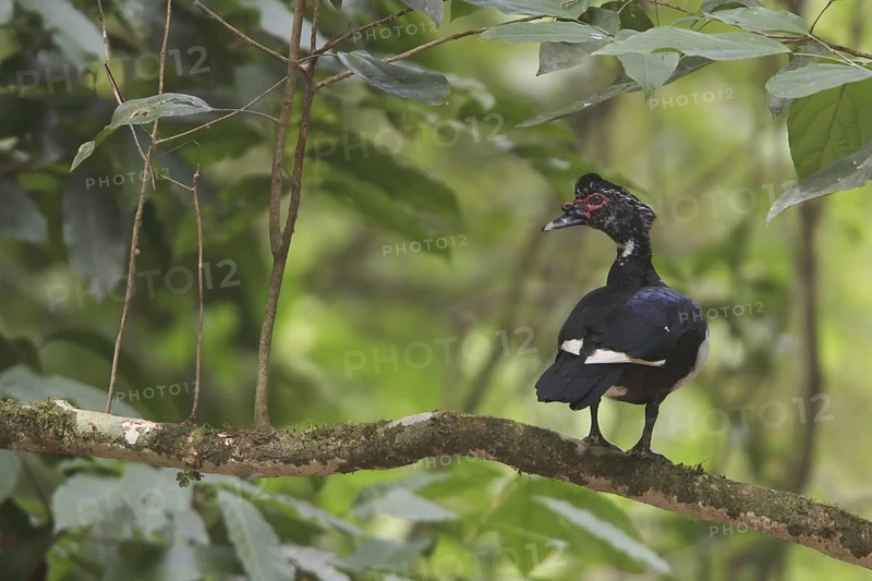 Muscovy Duck (Cairina moschata), Costa Rica
