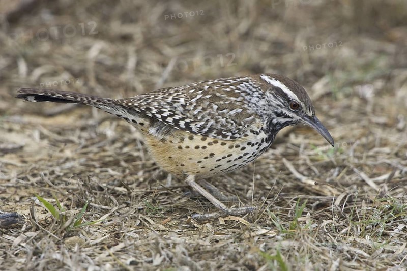 Cactus Wren (Campylorhynchus brunneicapillus), Texas, USA