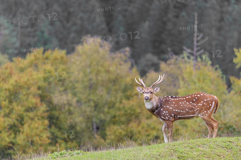 An axis deer stag (Axis axis) stands in a green meadow and watches the photographer attentively. A forest can be seen in the background