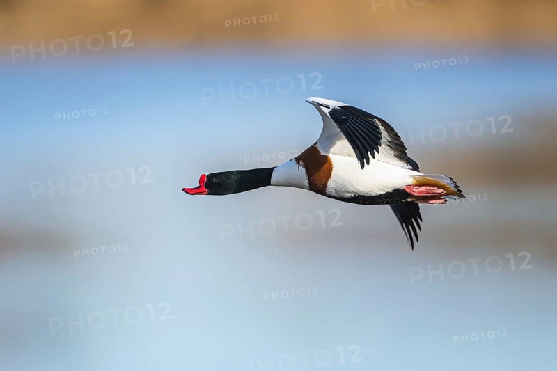 Common Shelduck, Tadorna tadorna, bird in flight over winter marshes