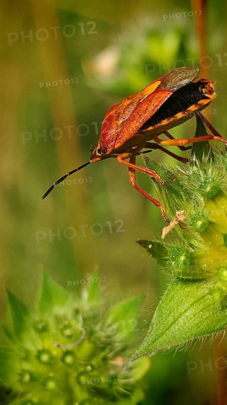 Close-up: a purple fruit bug (Carpocoris purpureipennis) perched on a plant, surrounded by green vegetation, with a bokeh background, Frankenwald nature park Park, Upper Franconia