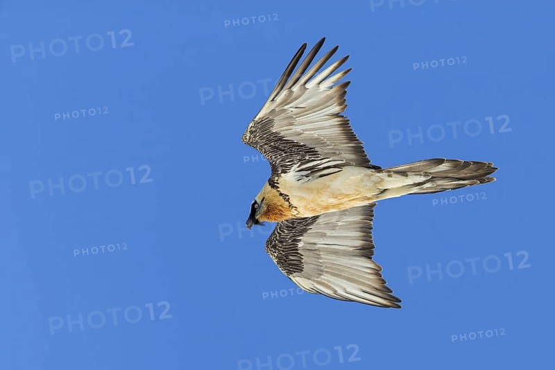 Bearded vulture, lammergeier, (Gypaetus barbatus), Gypaetus barbatus meridionalis, hawk family, vulture, animals, birds, flight photo, blue sky, Gemmi Pass, Valais, Switzerland