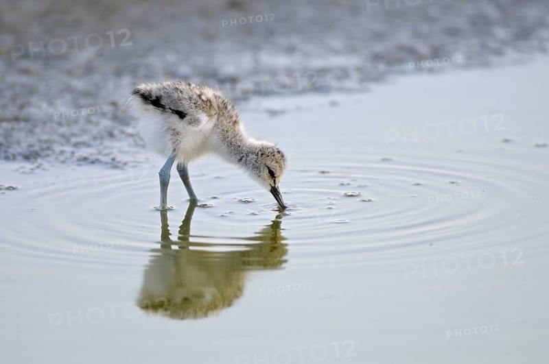 Saebelschnaebler (Recurvirostra avosetta), Avocet, Jungvogel bei der Nahrungssuche, mit Beute, Juni, Insel Texel, Nordsee, Nordholland, Niederlande